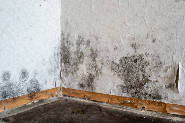 Mold Removal Process in Avra Valley, AZ